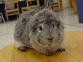 Boca Raton pet insurance