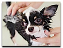 Boca Raton Dog Groomers Chihuahua