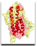 Growth Hormone Therapy Boca Raton