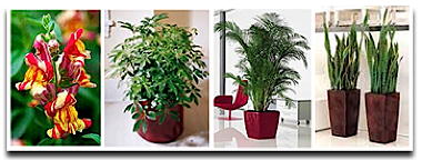 Indoor Tropical Plants