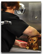 Pet Spa Treatments Boca Raton